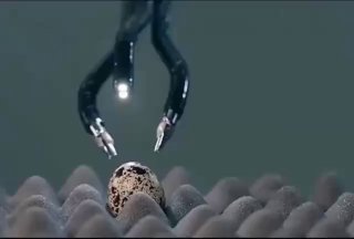 دکتر ایوب رضایی